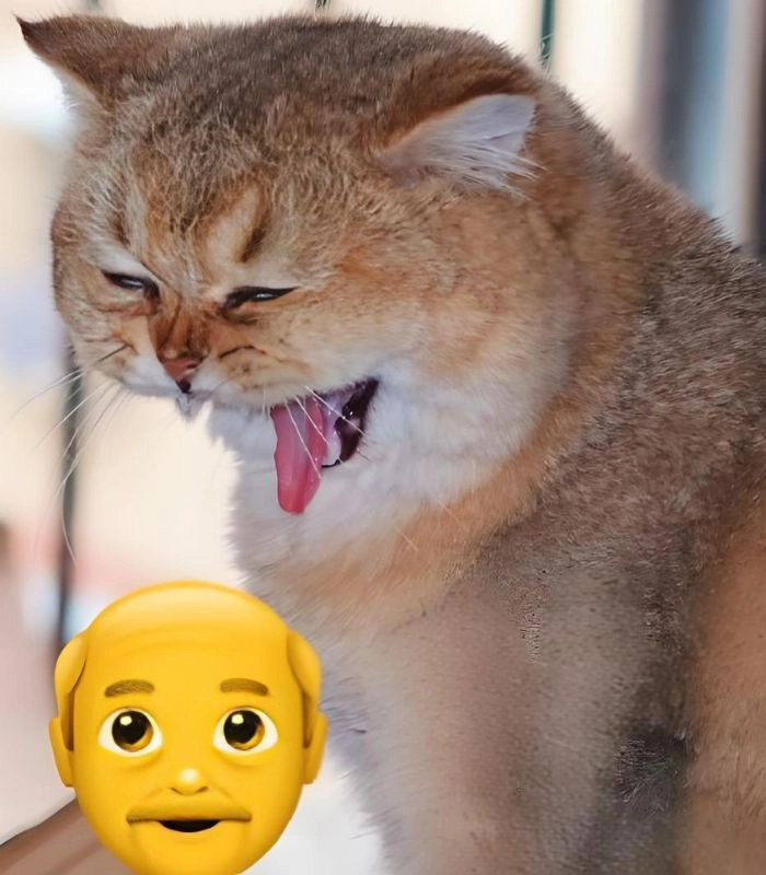 Meme mèo bị ốm tâm trạng