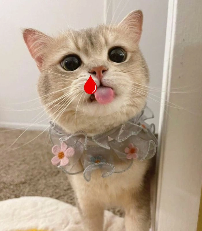 Meme mèo chảy máu cam dễ thương