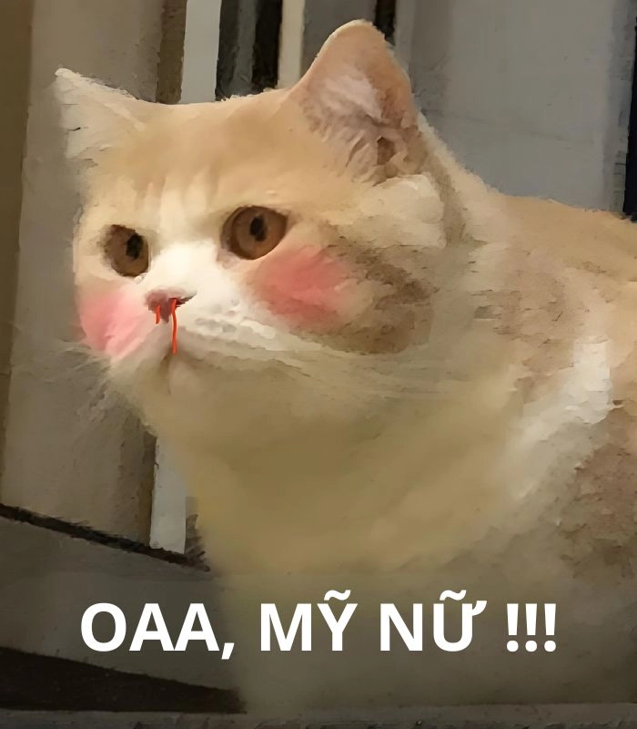 Meme mèo chảy máu cam khi thấy visual