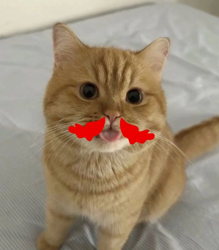 Meme mèo chảy máu mũi dễ viral