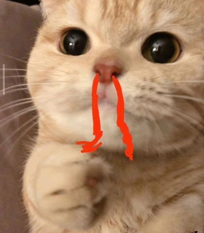 Meme mèo chảy máu mũi hài hước