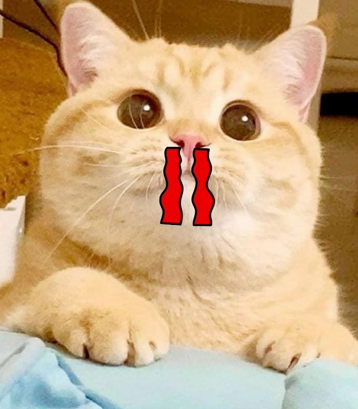 Meme mèo chảy máu mũi ngồi thẫn thờ