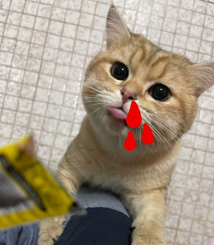 Meme mèo chảy máu mũi nhìn là cười