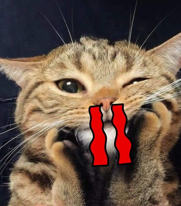 Meme mèo chảy máu mũi troll