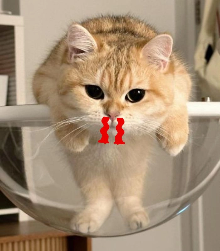 Meme mèo chảy máu mũi vì crush