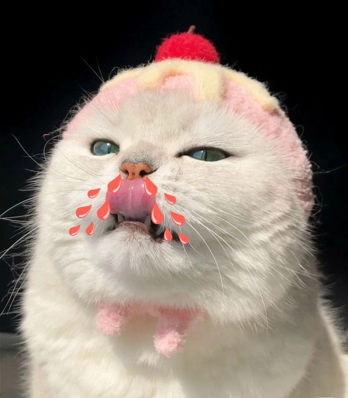 Meme mèo chảy máu mũi vì quá đẹp