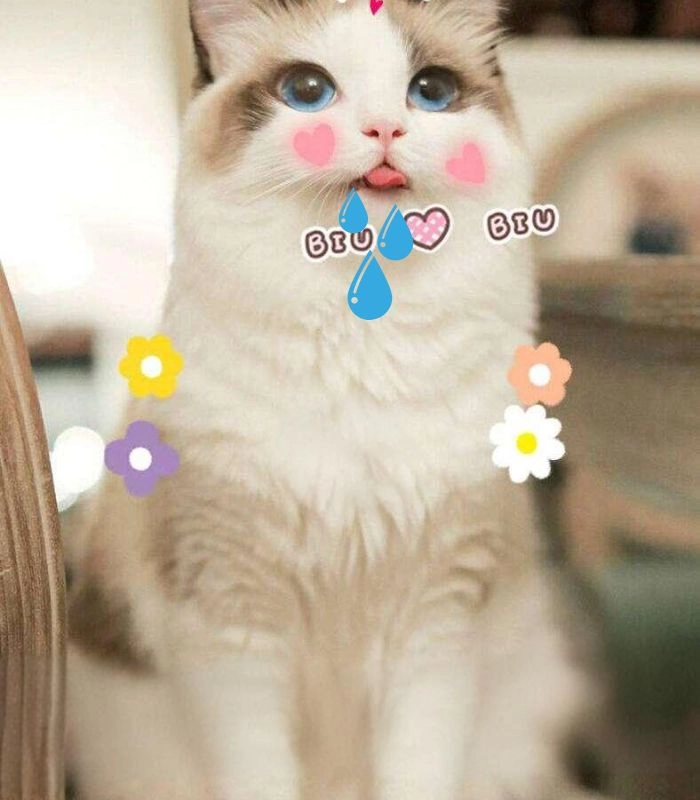 Meme mèo chảy nước miếng biểu cảm hài