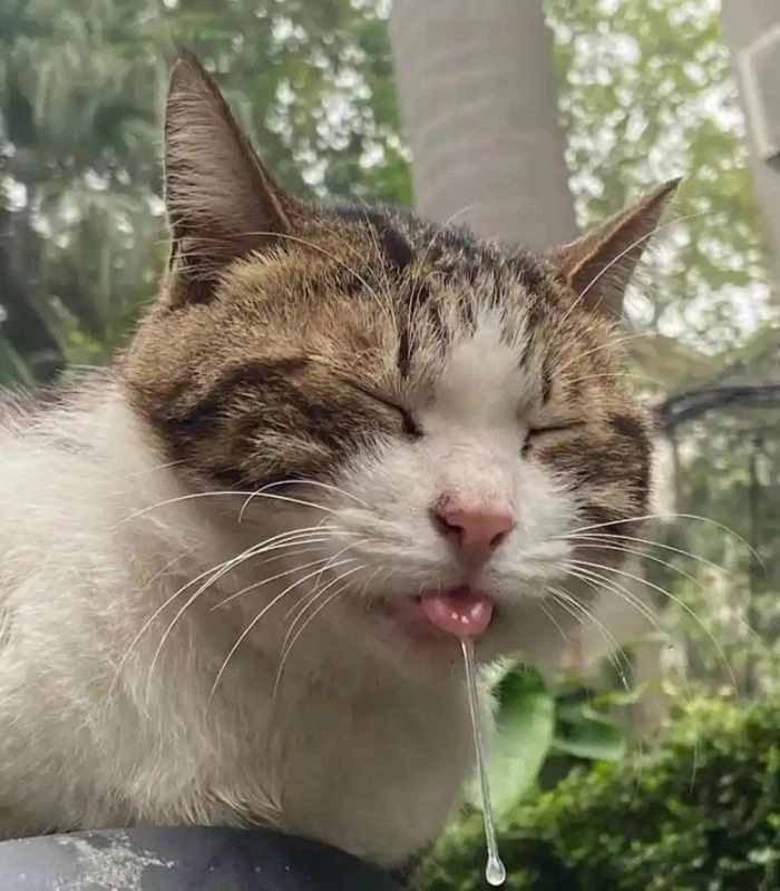 Meme mèo chảy nước miếng buồn cười