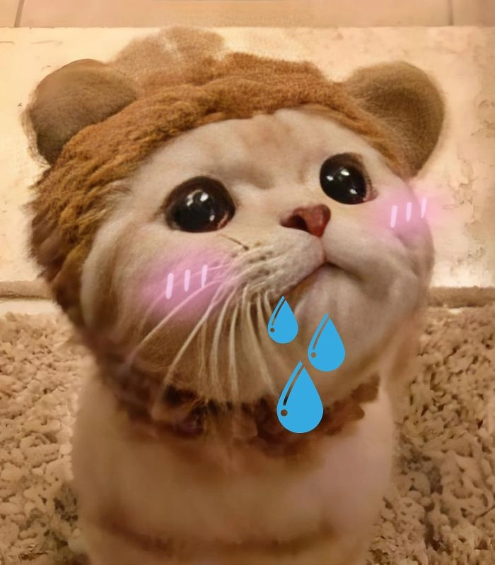 Meme mèo chảy nước miếng chế