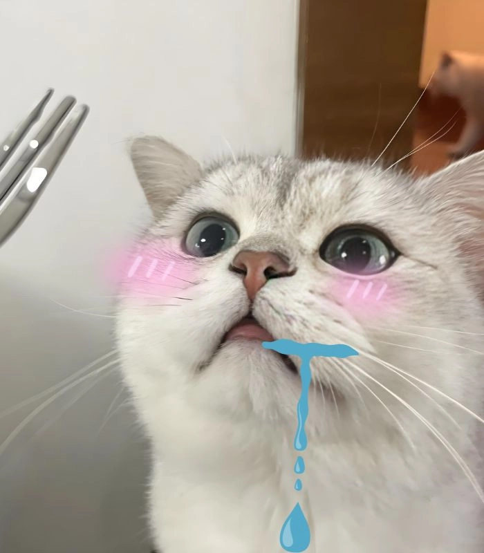 Meme mèo chảy nước miếng cực chất