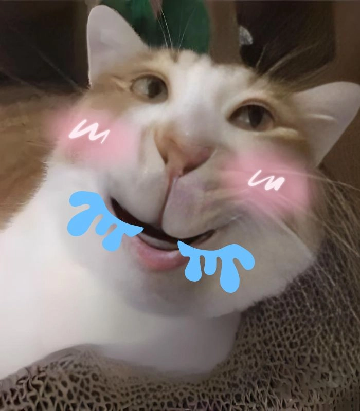 Meme mèo chảy nước miếng cute