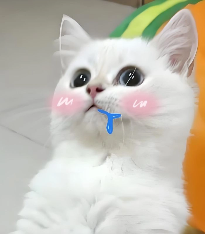 Meme mèo chảy nước miếng đang hot