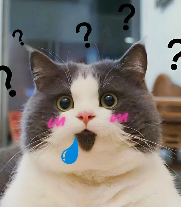 Meme mèo chảy nước miếng đang virals