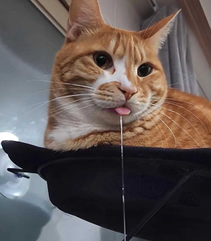 Meme mèo chảy nước miếng đáng yêu nhất