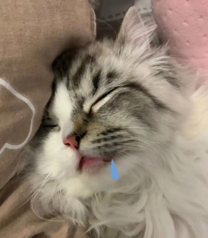 Meme mèo chảy nước miếng dễ thương