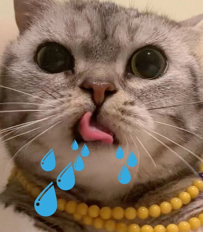 Meme mèo chảy nước miếng gây cười