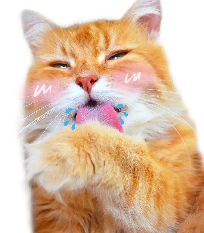 Meme mèo chảy nước miếng gây nghiện