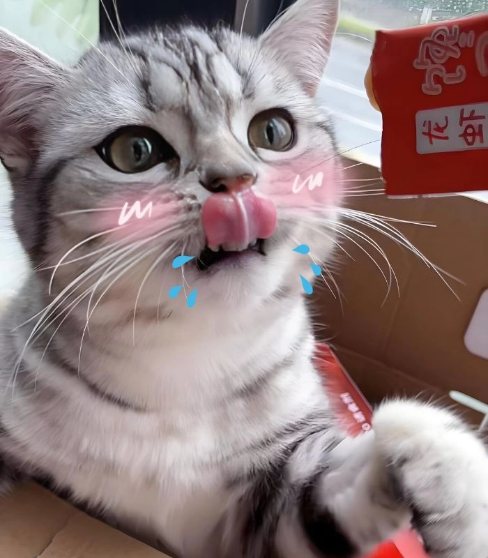 Meme mèo chảy nước miếng khi thèm ăn