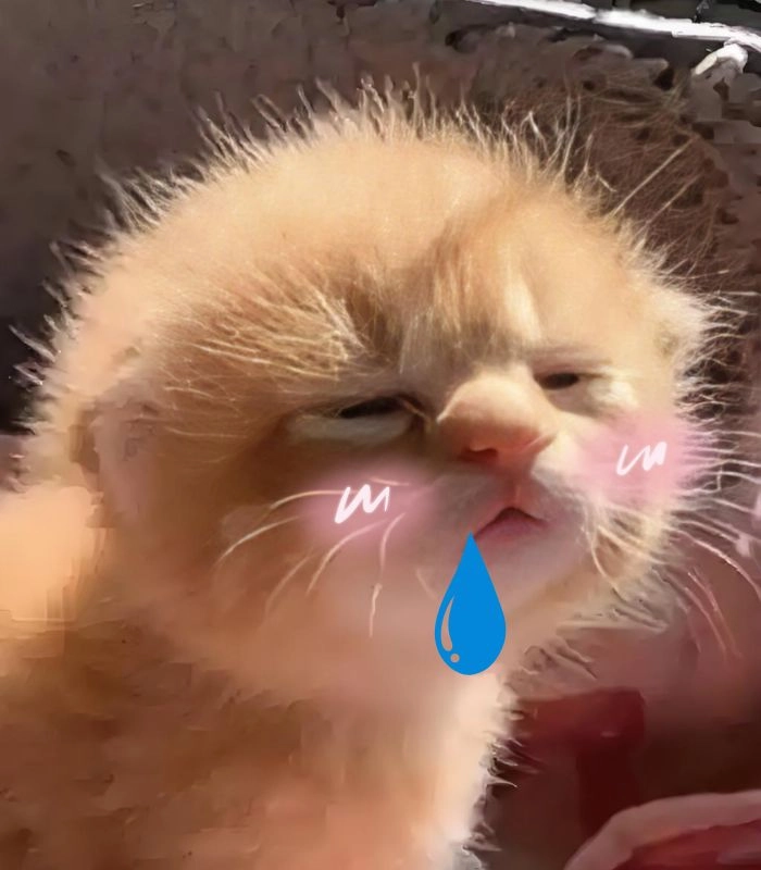 Meme mèo chảy nước miếng khoảnh khắc hài