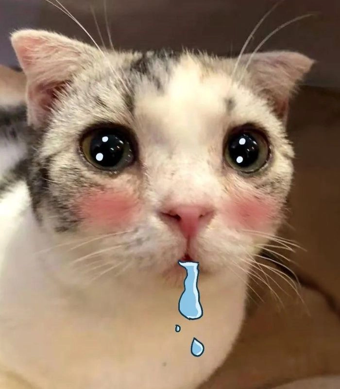 Meme mèo chảy nước miếng làm mưa làm gió