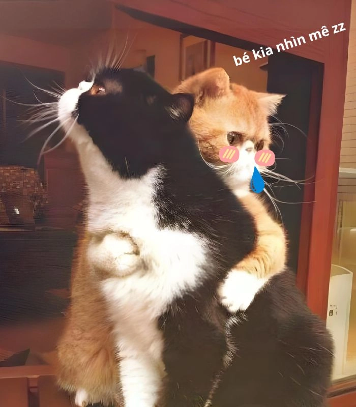 Meme mèo chảy nước miếng lầy lội