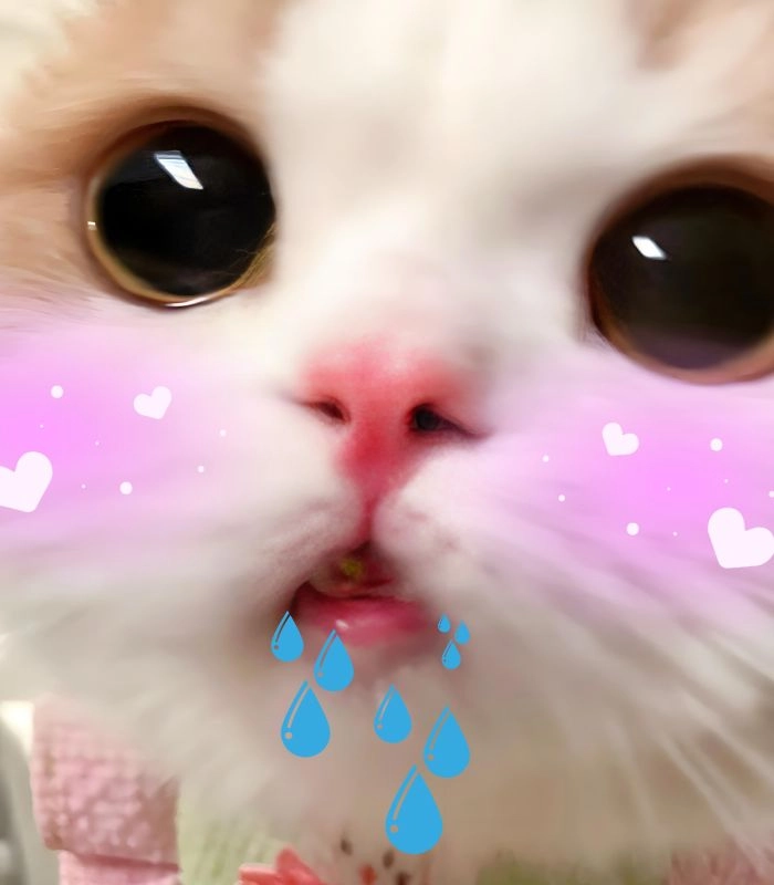Meme mèo chảy nước miếng lúc đói