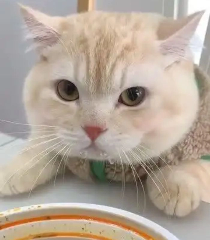 Meme mèo chảy nước miếng ngộ nghĩnh