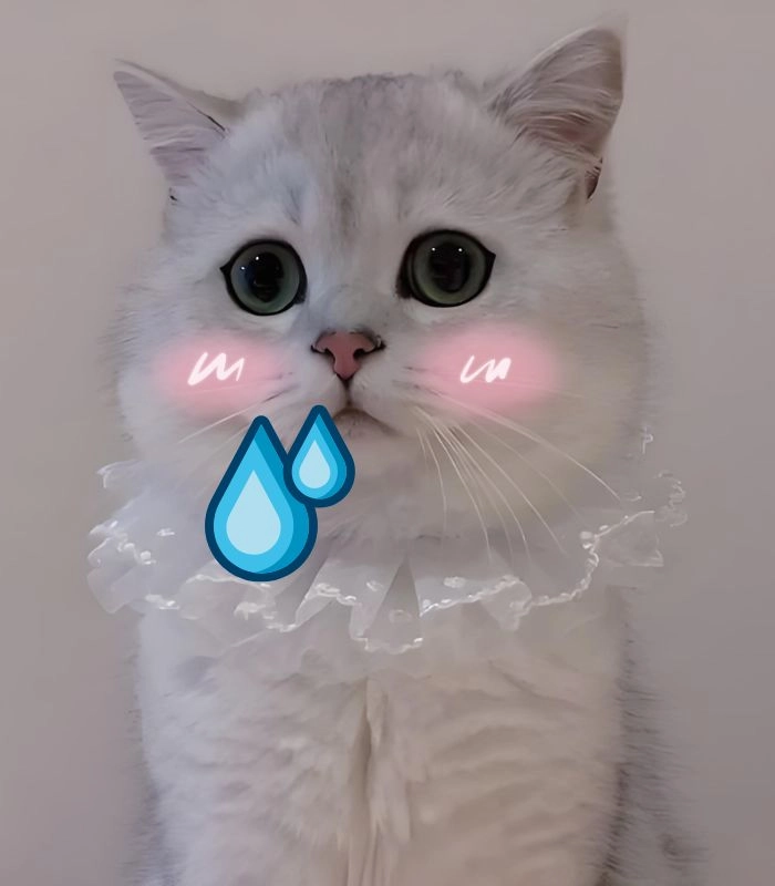 Meme mèo chảy nước miếng nhìn là cười