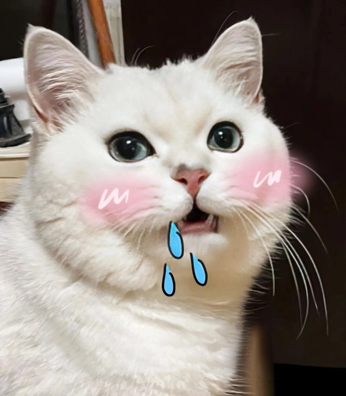 Meme mèo chảy nước miếng phản ứng dễ thương