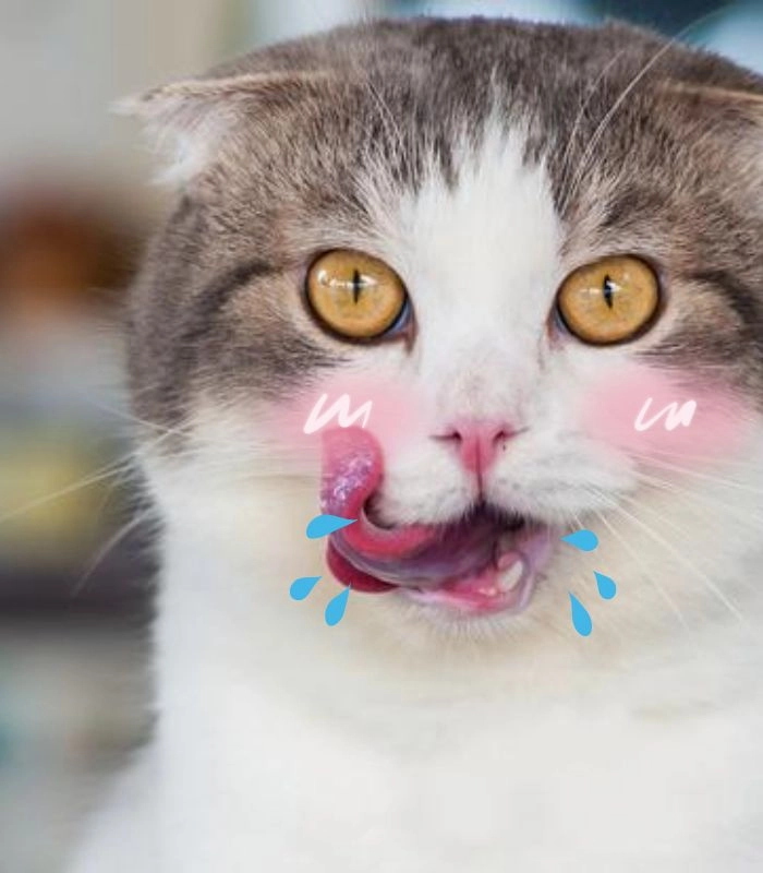 Meme mèo chảy nước miếng phiên bản hài