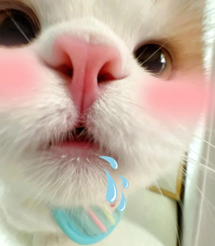 Meme mèo chảy nước miếng siêu dễ thương