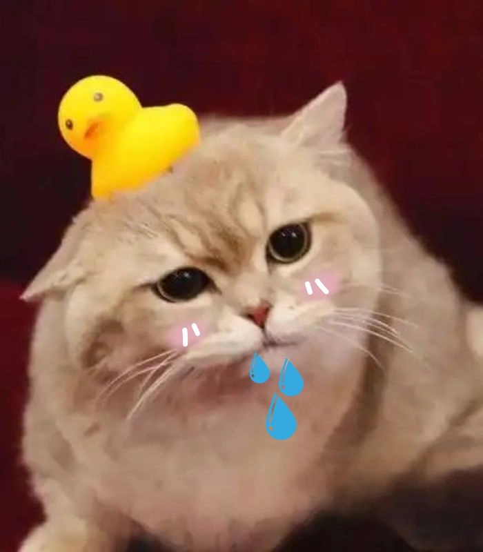 Meme mèo chảy nước miếng thèm đồ ăn