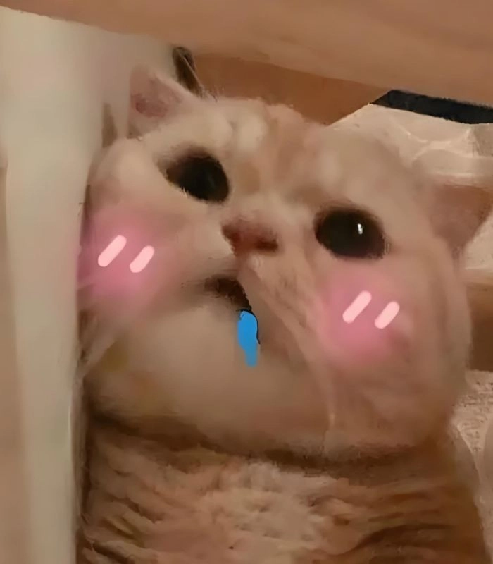 Meme mèo chảy nước miếng và ánh mắt khao khát