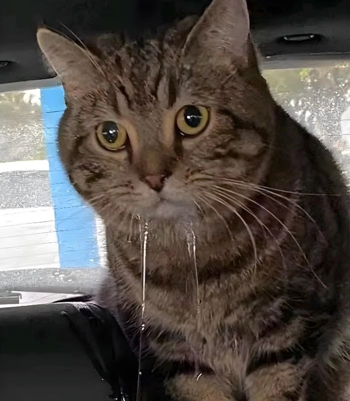 Meme mèo chảy nước miếng và ánh mắt thèm ăn