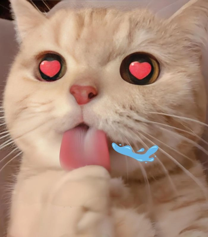 Meme mèo chảy nước miếng vì đồ ăn