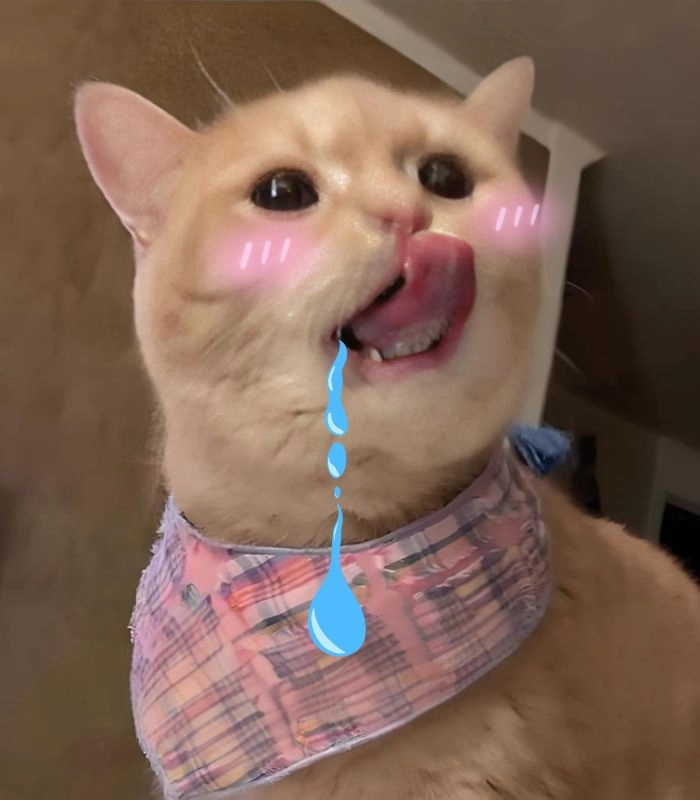 Meme mèo chảy nước miếng với biểu cảm ngố