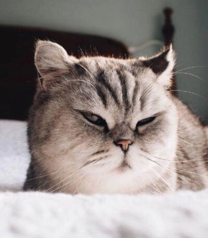 Meme mèo liếc ánh mắt khinh khỉnh