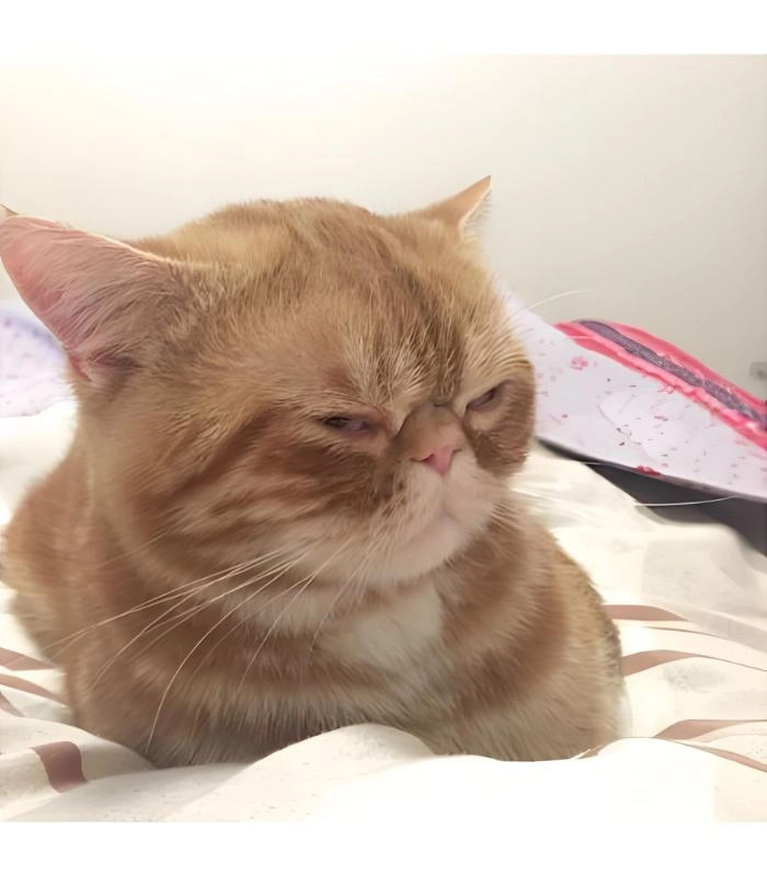 Meme mèo liếc mắt chế vui