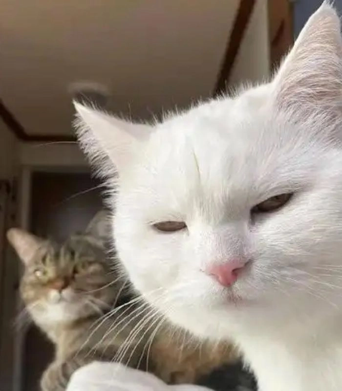 Meme mèo liếc mắt hài bá đạo