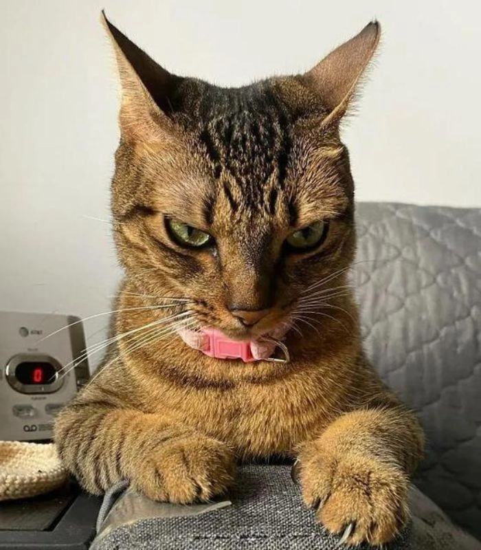 Meme mèo liếc mắt hài hước