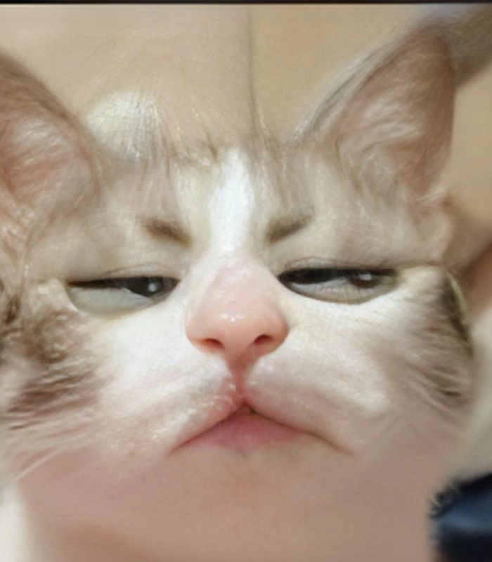Meme mèo liếc mắt troll