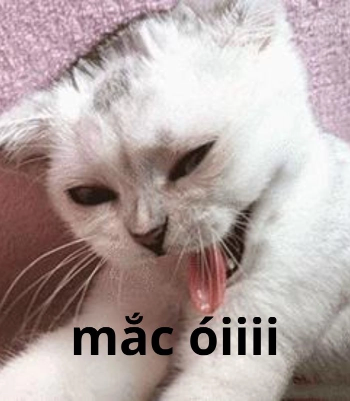 Meme mèo nôn gục ngã
