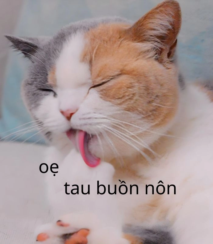 Meme mèo nôn oẹ vì stress