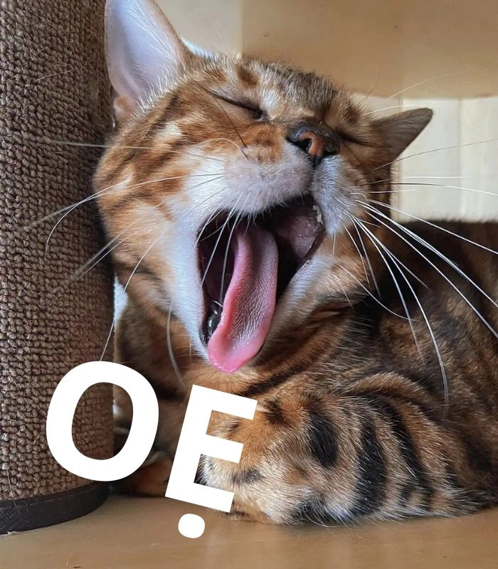Meme mèo nôn oẹ