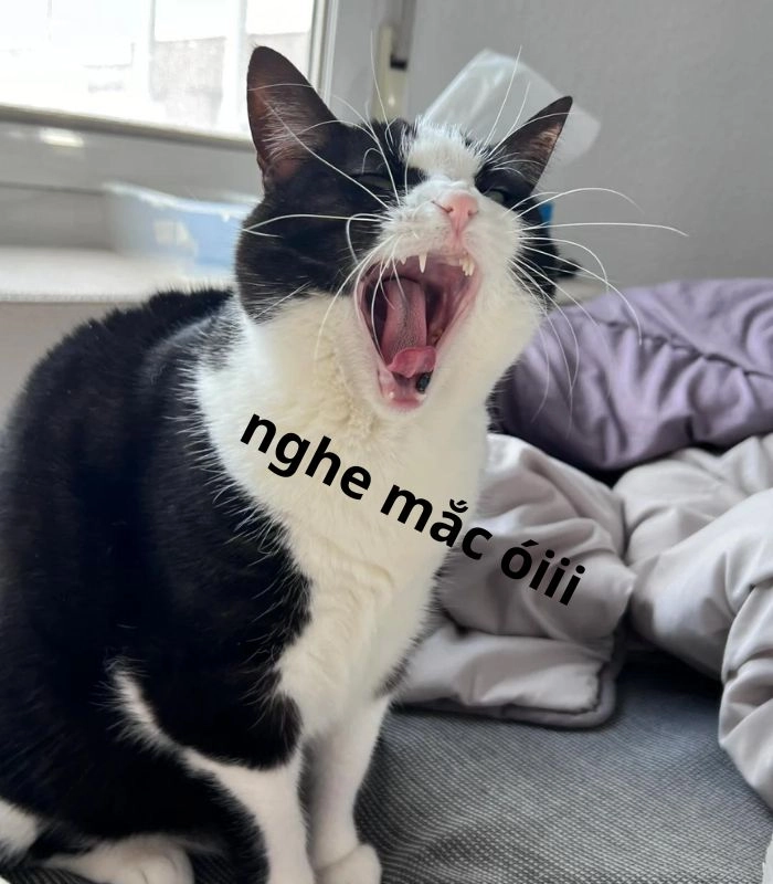 Meme mèo oẹ dễ thương