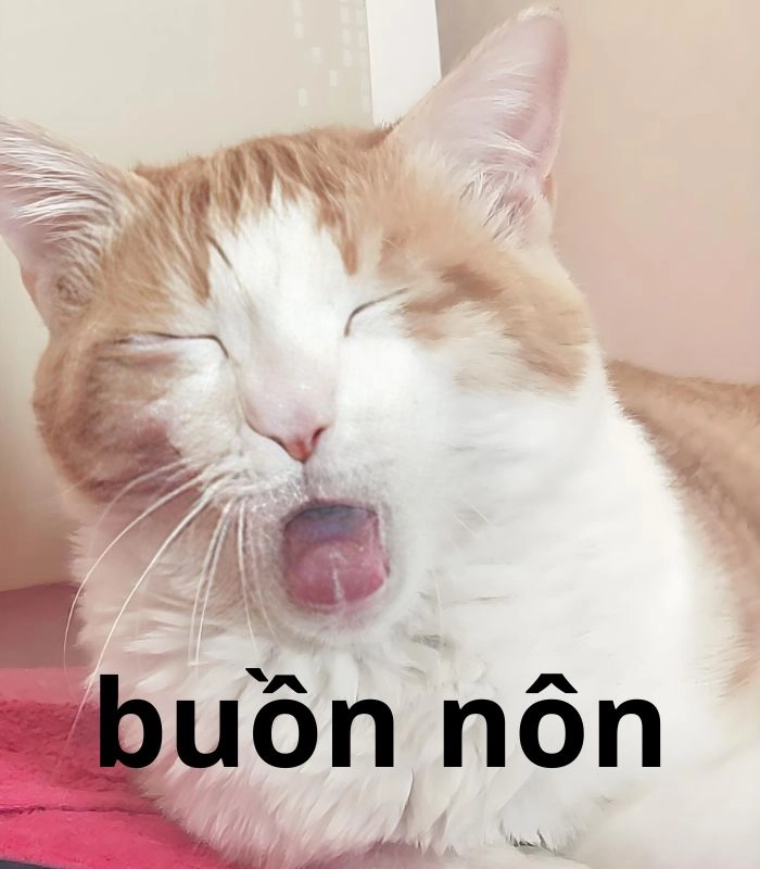 Meme mèo oẹ fake smile