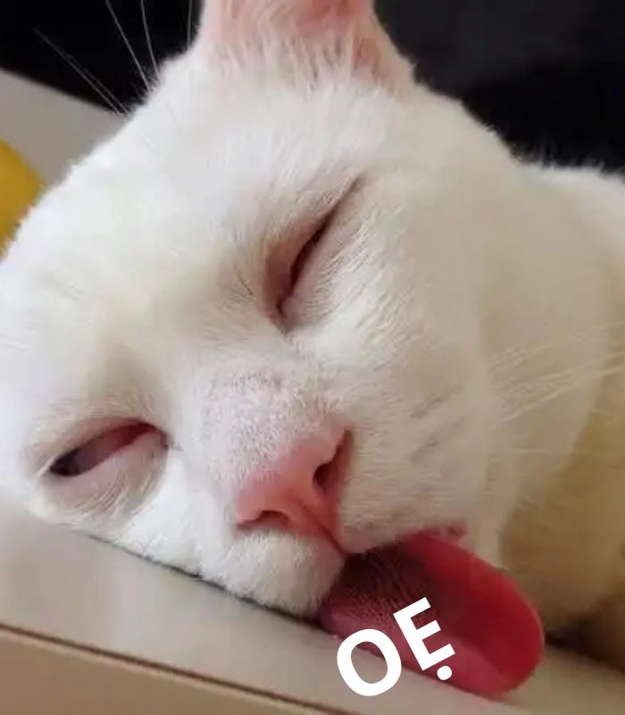 Meme mèo oẹ hài hước