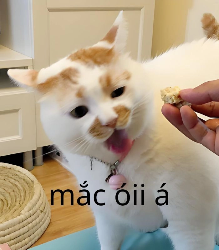 Meme mèo oẹ hết chịu nổi