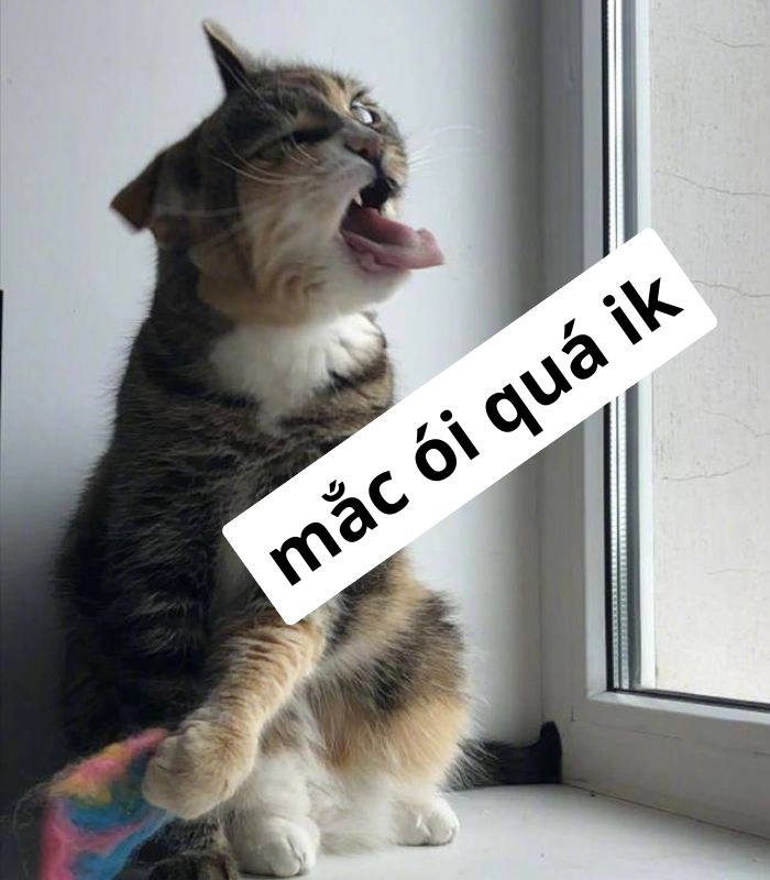 Meme mèo oẹ khi hết tiền