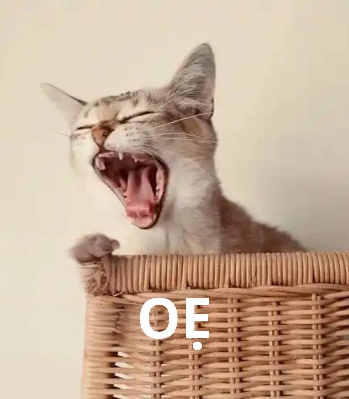 Meme mèo oẹ muốn xỉu